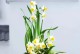 水仙花之美——雕刻花朵的艺术（以开过花的水仙花为灵感，雕刻出惊艳绝伦的花朵艺术品）