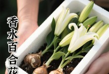 百合的种植方法详解（学会正确种植百合，打造芳香花园）