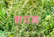 艾叶草的功效与作用：探究艾叶草的神奇疗效