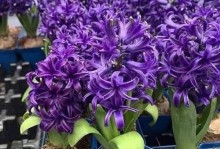 风信子花受冻应急救治指南（保护风信子花免受寒冷天气的伤害，让它们重新焕发生机）
