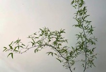 盆栽山竹土的配制方法与技巧（打造健康山竹盆栽的土壤秘笈）
