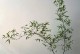 盆栽山竹土的配制方法与技巧（打造健康山竹盆栽的土壤秘笈）