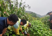 大豆播种的最佳时间（大豆生长的环境和时间需求）
