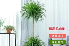 龙血树（露天养护与室内种植的优缺点对比分析）