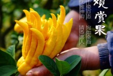 全面了解佛手植物的养护之道（掌握关键技巧，打造繁茂佛手花园）
