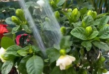 家养栀子花枯萎了该如何救治（室内栀子花枯萎的原因和解决办法）