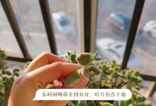 熊童子叶子扦插技巧，轻松活化新植株（科学方法扦插熊童子叶子，培育健康苗木）