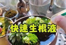 多肉盆栽的侵盆技巧与经验分享（打造完美多肉盆景，从正确的侵盆开始）