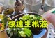 多肉盆栽的侵盆技巧与经验分享（打造完美多肉盆景，从正确的侵盆开始）