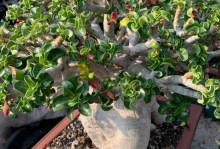 以块茎类植物怎么养（从种植到繁殖，轻松享受块茎植物的美丽）