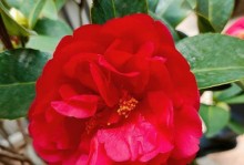 四季红山茶花的养殖方法与注意事项（打造美丽的花园，从四季红山茶花开始）