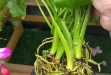 香蕉皮制作花卉营养液的方法与效果（废物利用，打造优质肥料，提升植物生长）