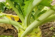 大头菜——一种神奇的蔬菜（了解大头菜，掌握它的营养与种植方法）