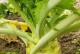 大头菜——一种神奇的蔬菜（了解大头菜，掌握它的营养与种植方法）