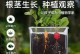 如何成功种植花朵种子（从选择种子到护理技巧，助你打造美丽的花园）