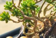 多肉老桩的养殖技巧与种类介绍（培养一片多肉花海，探索多肉老桩的魅力）