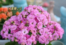 长寿花的花期是什么时候？（探究长寿花开花的时节，了解这种优美的植物。）