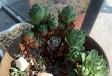 夏季护卫——千头菊安全度夏指南（以“清凉”为，打造健康夏季生活）