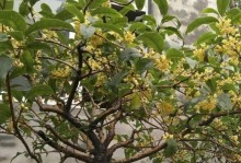 桂枝树和桂花树的区别（了解桂枝树和桂花树，让你更懂树木之美）