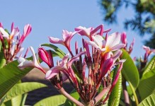 素馨花开花时间的研究（探究素馨花开花的季节和气温变化）