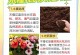 以格桑花种怎么播种——打造美丽的高原花海（探索格桑花播种技巧，让高原绽放绚烂色彩）