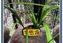 如何正确浇水兰花（兰花浇水时间、浇水方法，让你的兰花茁壮成长）