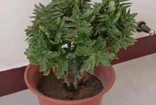 长寿花不开花的原因及解决方法（揭秘长寿花不开花的原因，探索有效的解决方法）