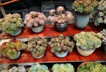 多肉被冻了怎么解救？（保护、恢复、再生——拯救被冻伤的多肉植物的方法和技巧）