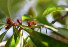 山核桃不是裸子植物！（辨别山核桃的植物分类）