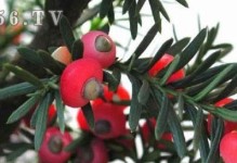 红豆杉养殖全攻略（从选种到管理，你需要知道的一切）