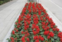 红石竹的种植与养护指南（打造美丽庭院的关键步骤与技巧）
