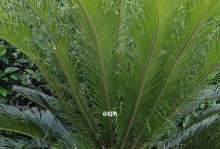 菠萝铁树上长白点的原因及解决方法（探究菠萝铁树白点的成因与治理方法）