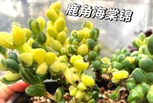 《鹿角海棠开花养护指南》（打造花园的明星，鹿角海棠的养护技巧）