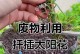 以太阳花水培扦插方法（让你轻松培育美丽的以太阳花，不再烦恼插种的繁琐过程）