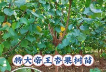 家里也能种杏树？！（教你打造属于自己的小果园）