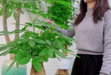 如何正确养护普通发财树——打造繁茂的绿色财富（室内养护的秘诀与技巧，助您轻松打理个人财富）