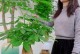 如何正确养护普通发财树——打造繁茂的绿色财富（室内养护的秘诀与技巧，助您轻松打理个人财富）