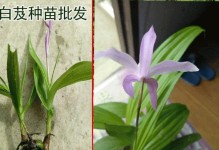 探究白芨的生长周期（从种子到成熟花期，白芨的成长历程）