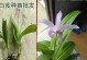 探究白芨的生长周期（从种子到成熟花期，白芨的成长历程）