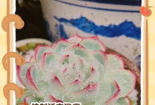 多肉植物养护技巧，打造锦绣花园（打造多肉植物的锦绣花园，一起来学养护技巧吧！）