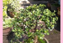 以马齿苋花怎么养种？（掌握关键技巧成功种植马齿苋花）