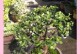 以马齿苋花怎么养种？（掌握关键技巧成功种植马齿苋花）
