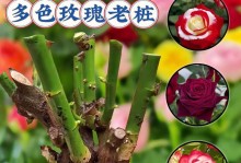 如何种植玫瑰花（从选址到养护，打造美丽花园）