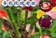 如何种植玫瑰花（从选址到养护，打造美丽花园）