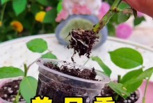 家里也能种月季花（打造花园般的家居环境，美化生活空间）