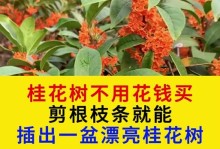桂花根的修剪技巧（掌握正确的修剪方法，让桂花根茁壮成长）