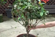 以茶花树友干叶怎么办——有效利用茶花树友干叶的方法（茶花树友干叶的再利用与环保养护）