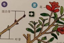 金丝梅修剪指南（掌握金丝梅修剪技巧，打造理想花形）