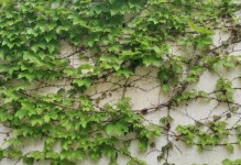 探秘能够爬墙的植物（15种让您无需砖石的建筑奇迹）