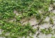 探秘能够爬墙的植物（15种让您无需砖石的建筑奇迹）
